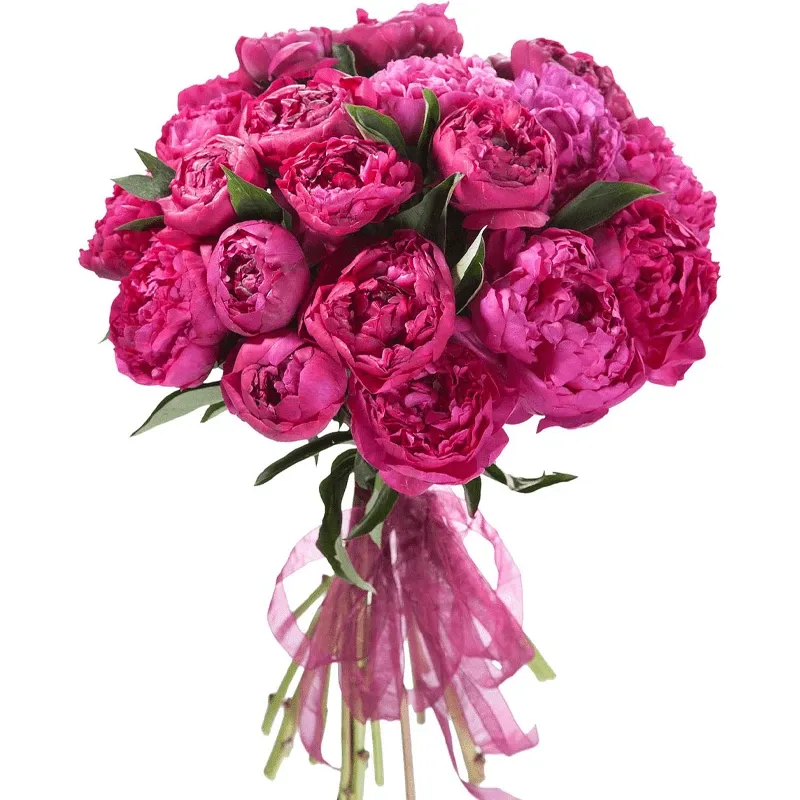 Пион темно-розовый